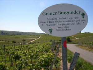 Unterfränkische Rebsorte Grauer Burgunder