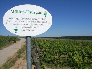 Unterfränkische Rebsorte Müller-Thurgau