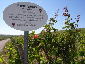 Unterfränkische Rebsorte Blauer Portugieser (Rotwein)