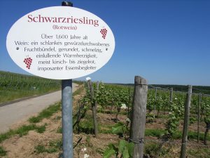 Unterfränkische Rebsorte Schwarzriesling (Rotwein)