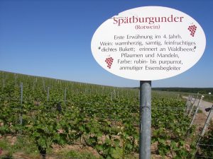 Unterfränkische Rebsorte Spätburgunder (Rotwein)